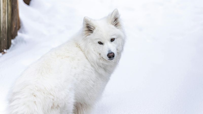 Samoyed