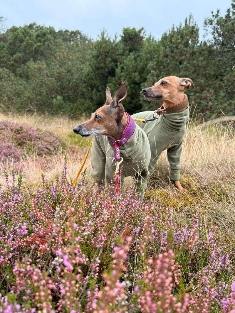 Some dogs practically require their own beauty schedule - These breeds are refreshingly different 7 Whippet