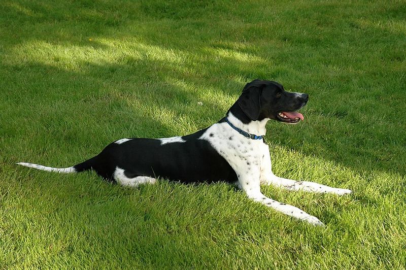 Pointer