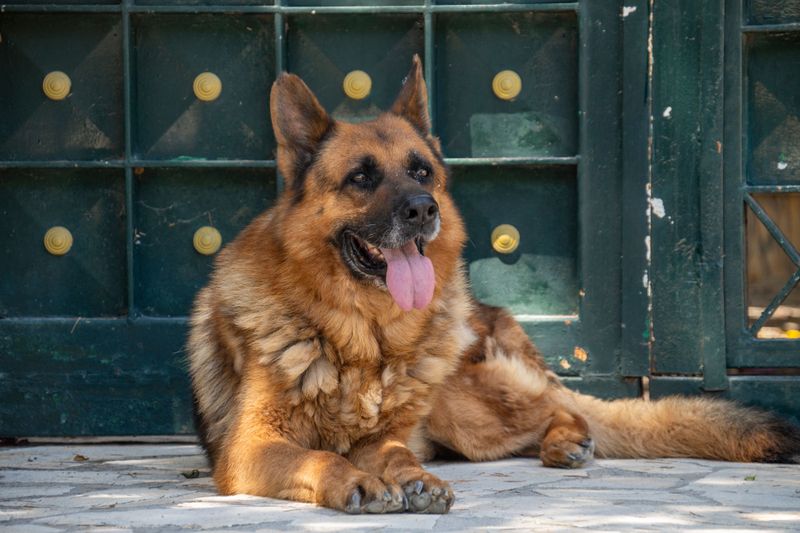 These dog breeds can develop skin problems that owners sometimes mistake for simple flea irritation - Until the real cause appears 4 German Shepherd