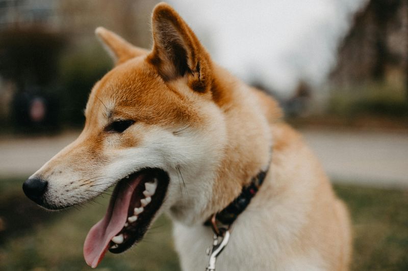 Shiba Inu