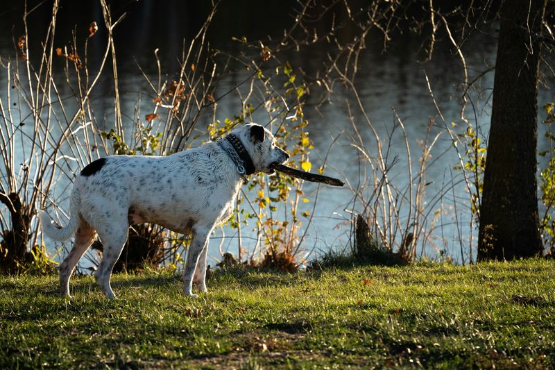 Central Asian Shepherd Dog