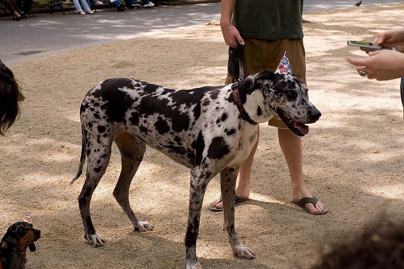 10 dogs that may cost you money, free time and patience - sometimes all before breakfast 2 Great Dane