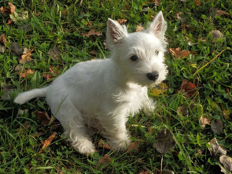West Highland White Terrier