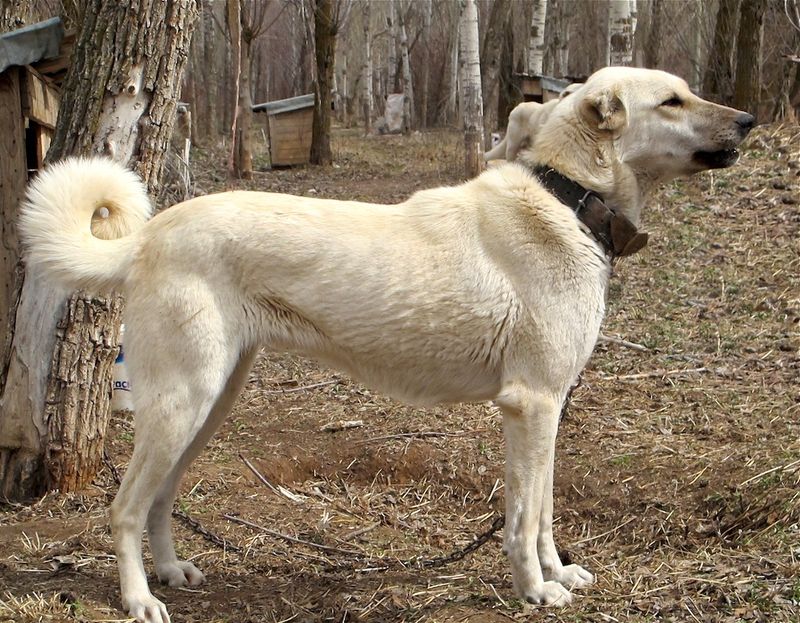 Anatolian Shepherd