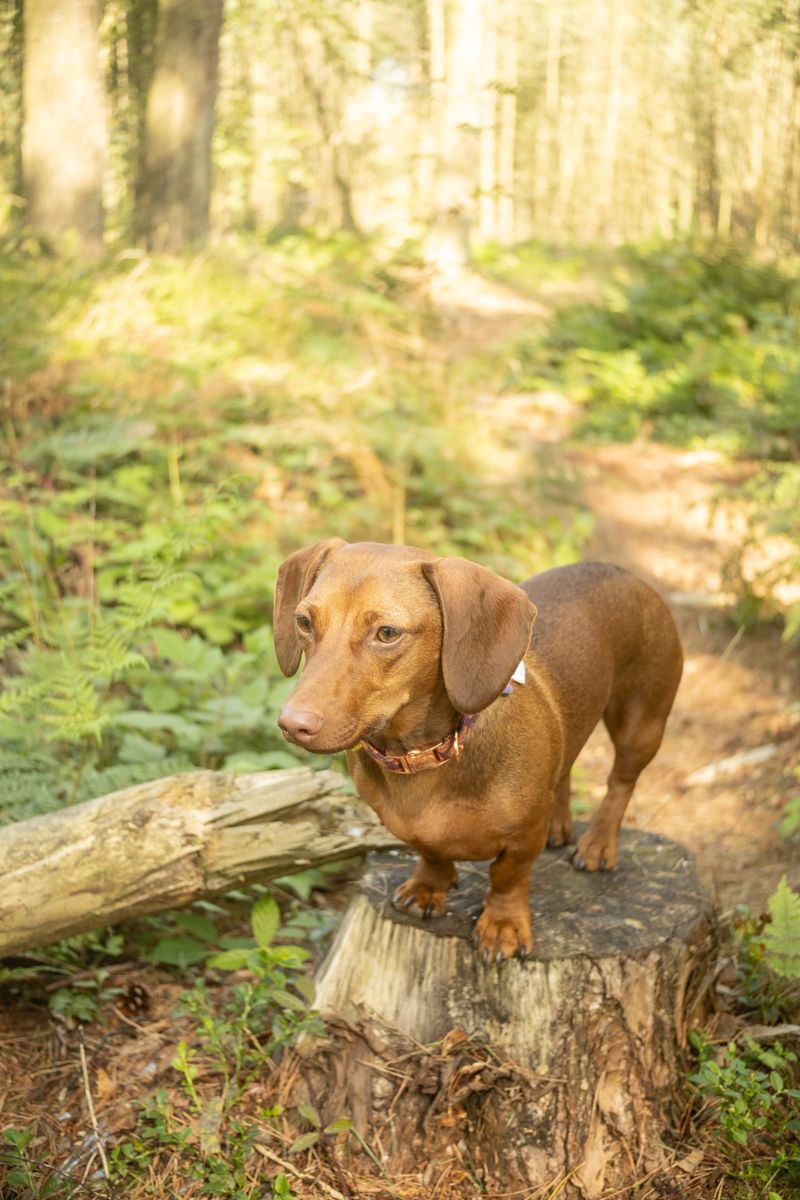 Dachshund