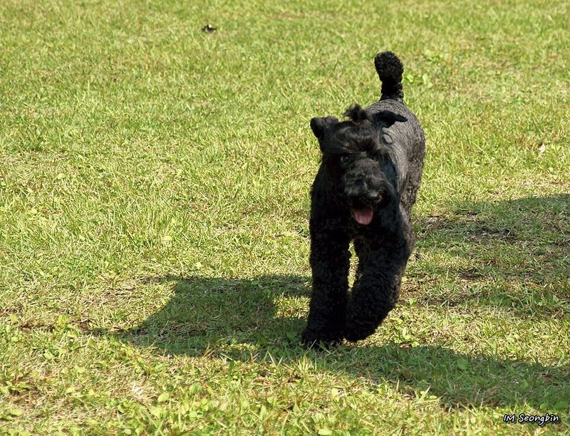 Kerry Blue Terrier