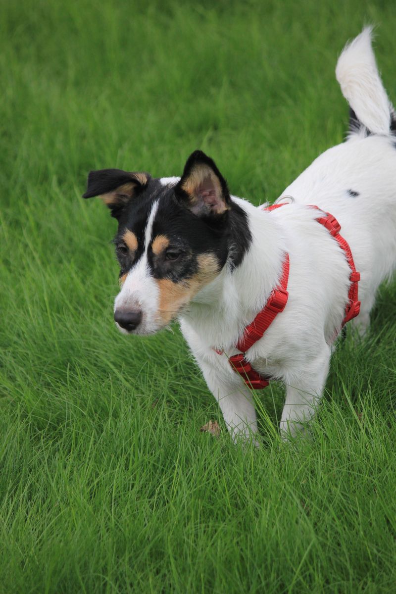 Silence isn't exactly the specialty of these famously vocal dog breeds 11 Jack Russell Terrier