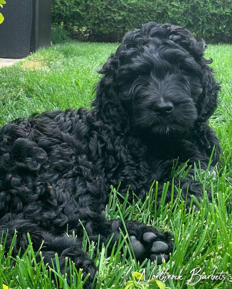 Search Data Shows These 10 Dog Breeds Are Being Saved More Than Ever 3 Barbet