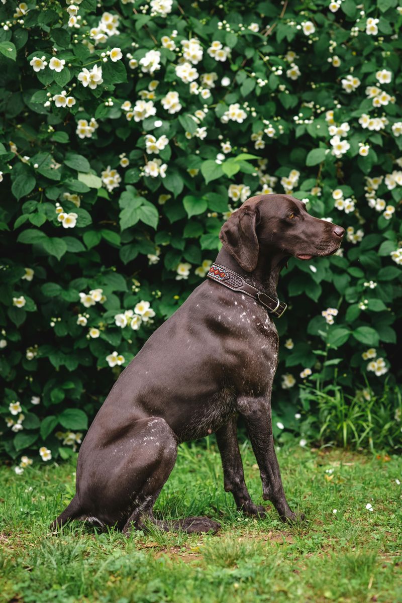 German Shorthaired Pointer