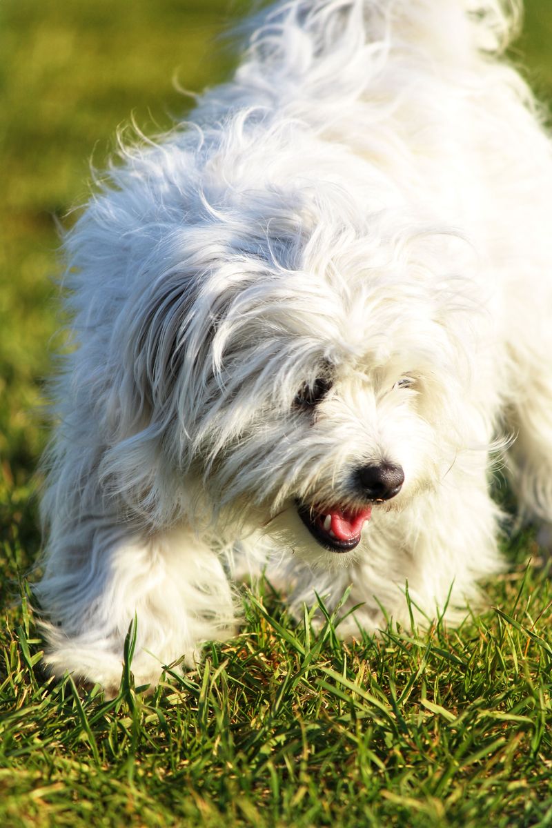 Some dog breeds don't fill the room with excitement - they fill it with reassurance 12 Coton de Tulear