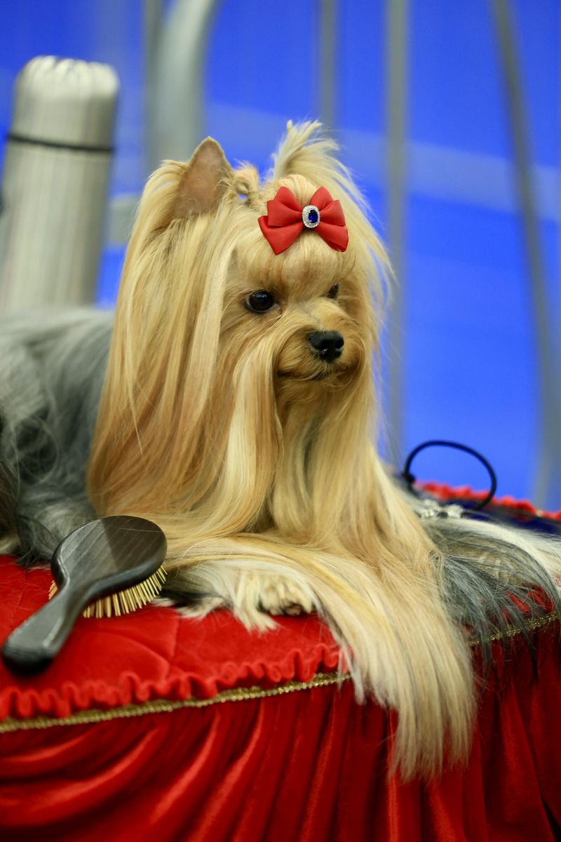 Yorkshire Terrier