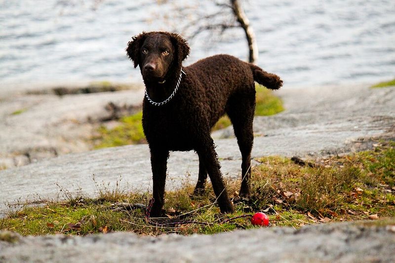 These 11 dog breeds love the water so much that summer swims become your thing 8 Curly-Coated Retriever