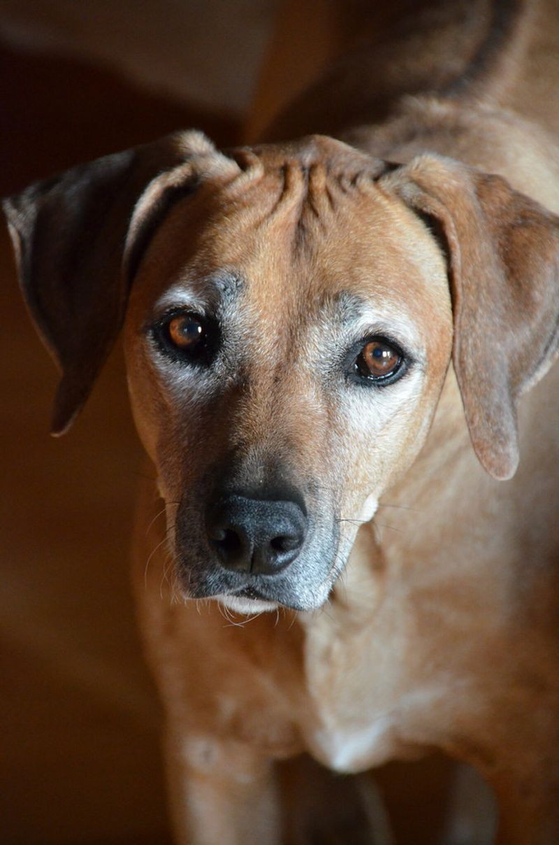 25 Dog Breeds with a Majestic Look That Instantly Draws Attention 12 Rhodesian Ridgeback