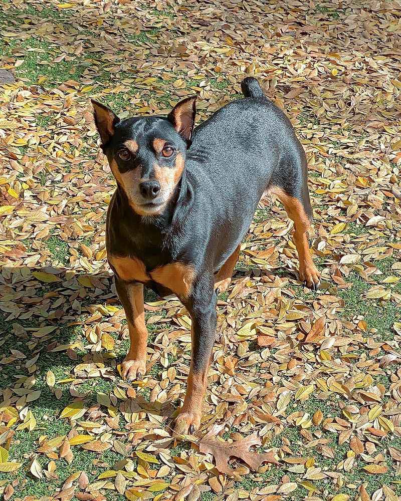 10 dog breeds that thrive when the weather turns cold - plus 4 that start looking for the warmest spot 15 Miniature Pinscher