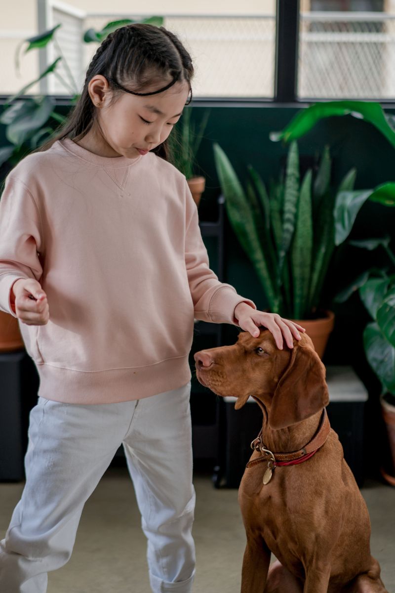 Living with these dog breeds feels different every year - because they keep developing in unexpected ways 13 Vizsla
