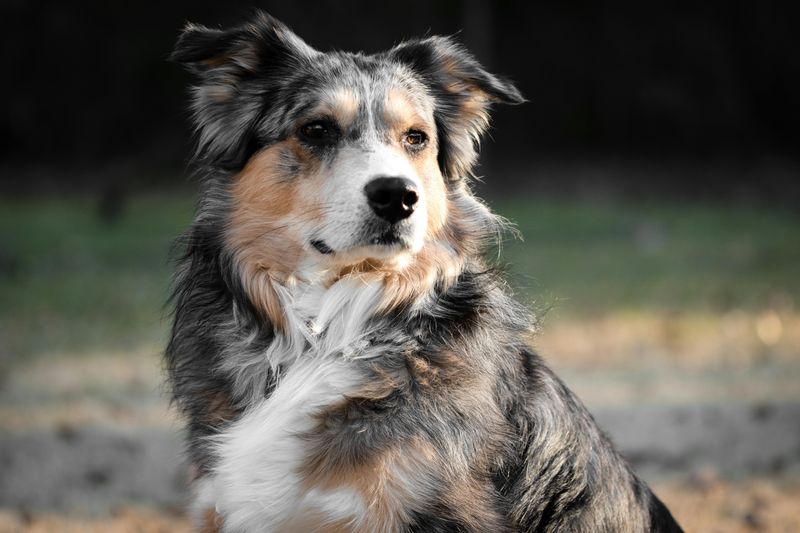 18 Deeply Devoted Dog Breeds That Wear Their Hearts on Their Paws 6 Australian Shepherd