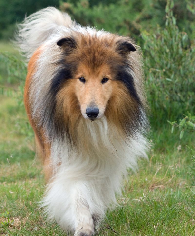 Collie