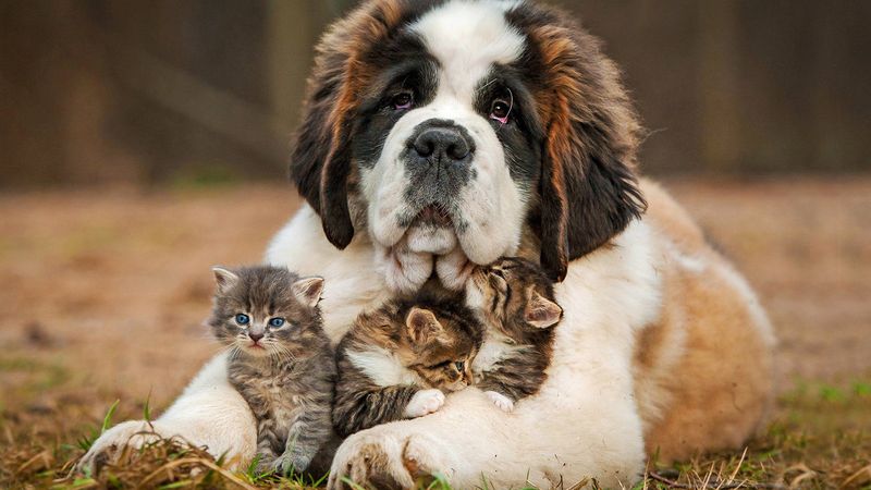 Saint Bernard