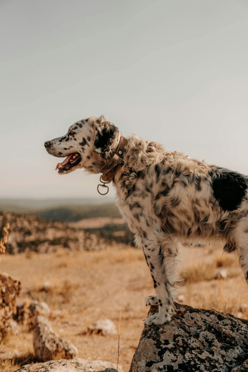 25 Calm and Composed Dog Breeds That Rarely Get Stressed 24 English Setter