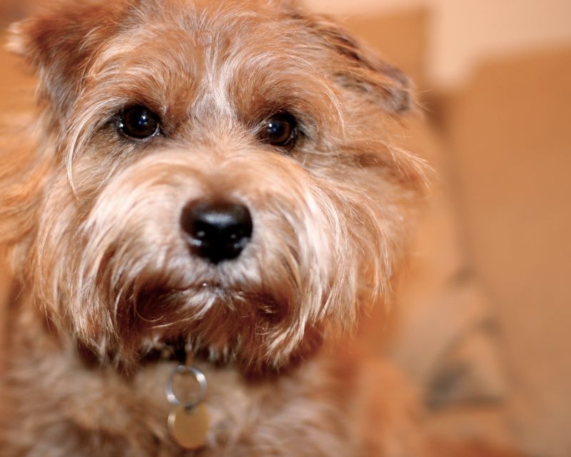 29 Small Dog Breeds That Form Especially Close Bonds with Their Owners 25 Norfolk Terrier