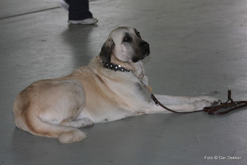 Anatolian Shepherd Dog