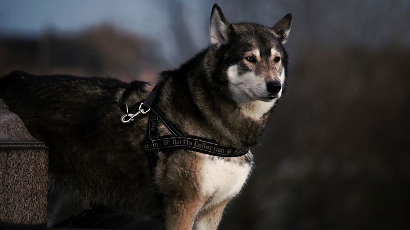 Siberian Husky
