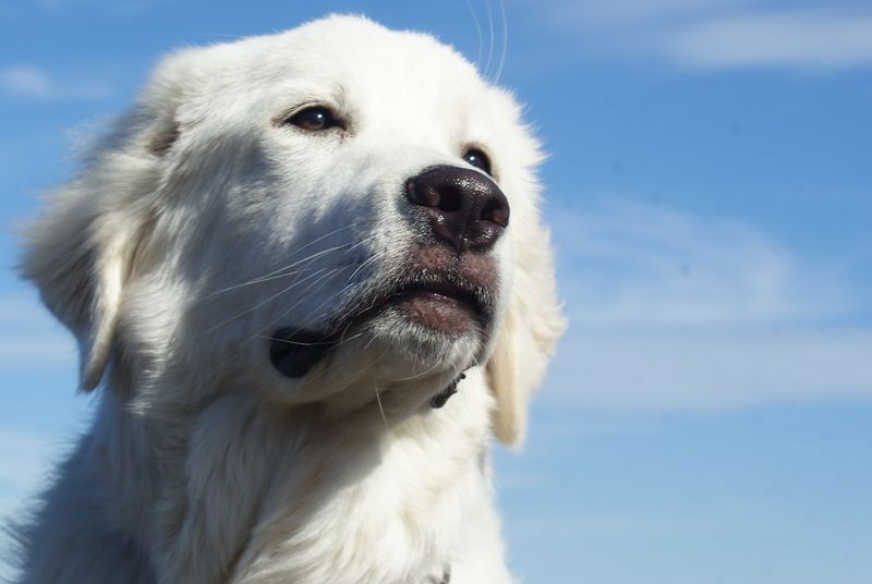 Pyrenean Mountain Dog (Great Pyrenees)