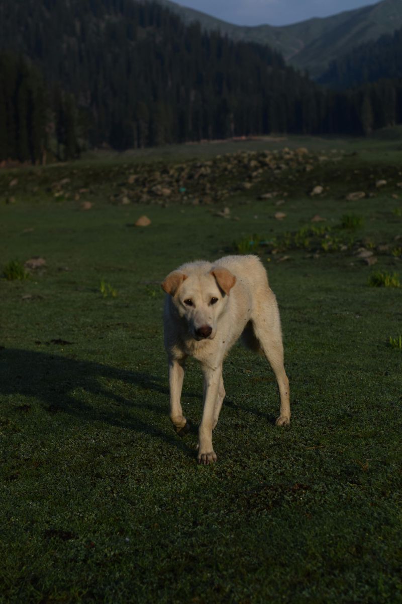 The Real Difference Between Guarding and Territorial Stress - 10 Guardian Breeds Owners Must Understand 9 Akbash