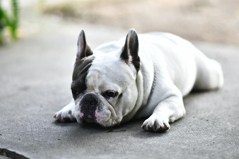 French Bulldog