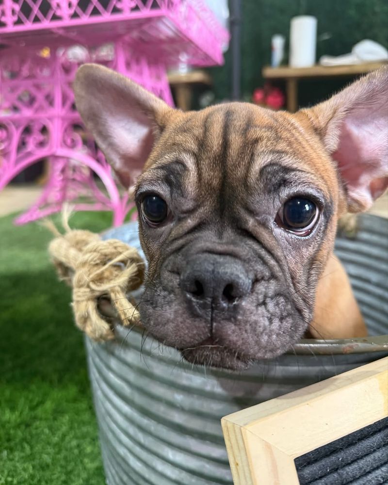 Frenchton
