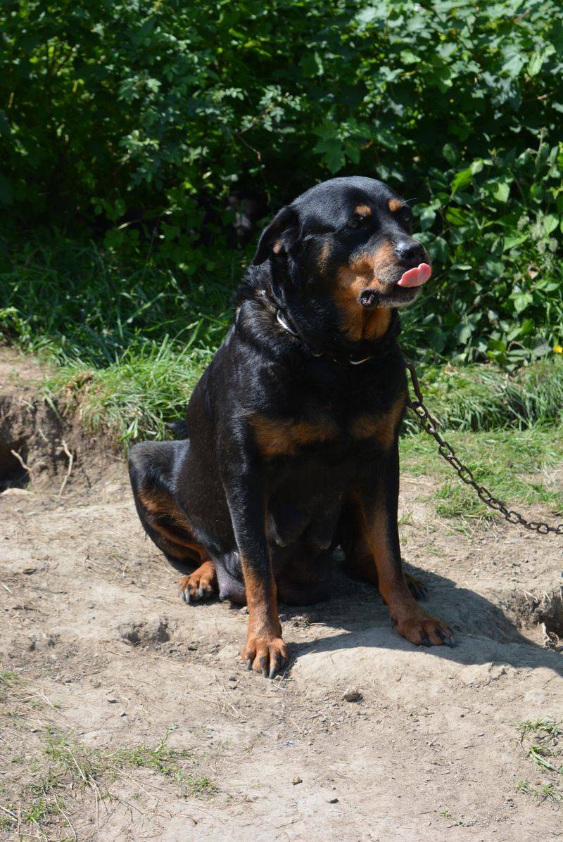 11 dogs with jaw strength that stands out even among large breeds 4 Rottweiler