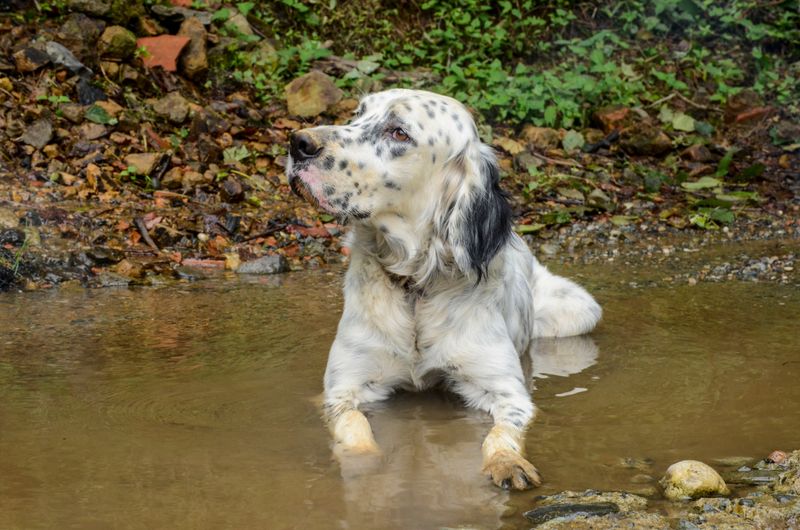 13 breeds left behind by changing dog trends - despite loyal owners who never stopped loving them 9 English Setter: Quiet Beauty With Outdoor Roots