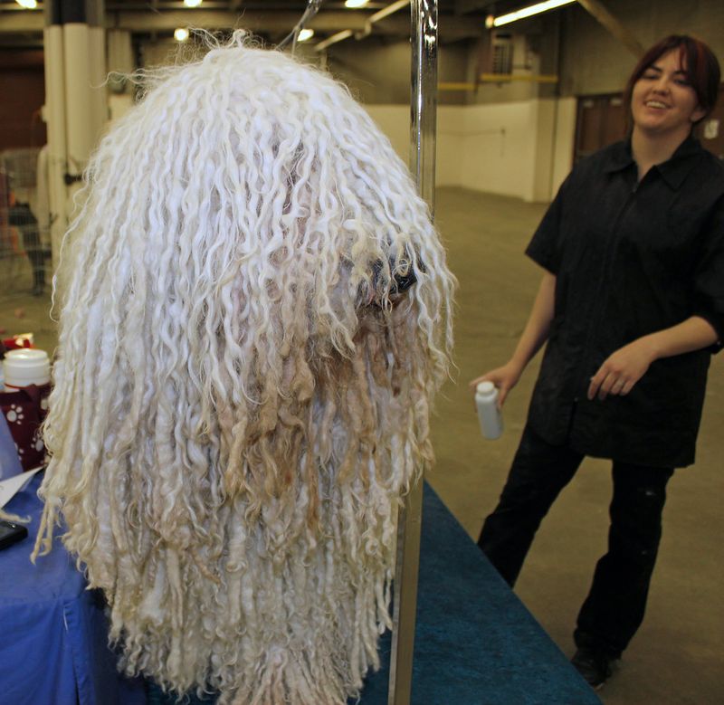 Komondor