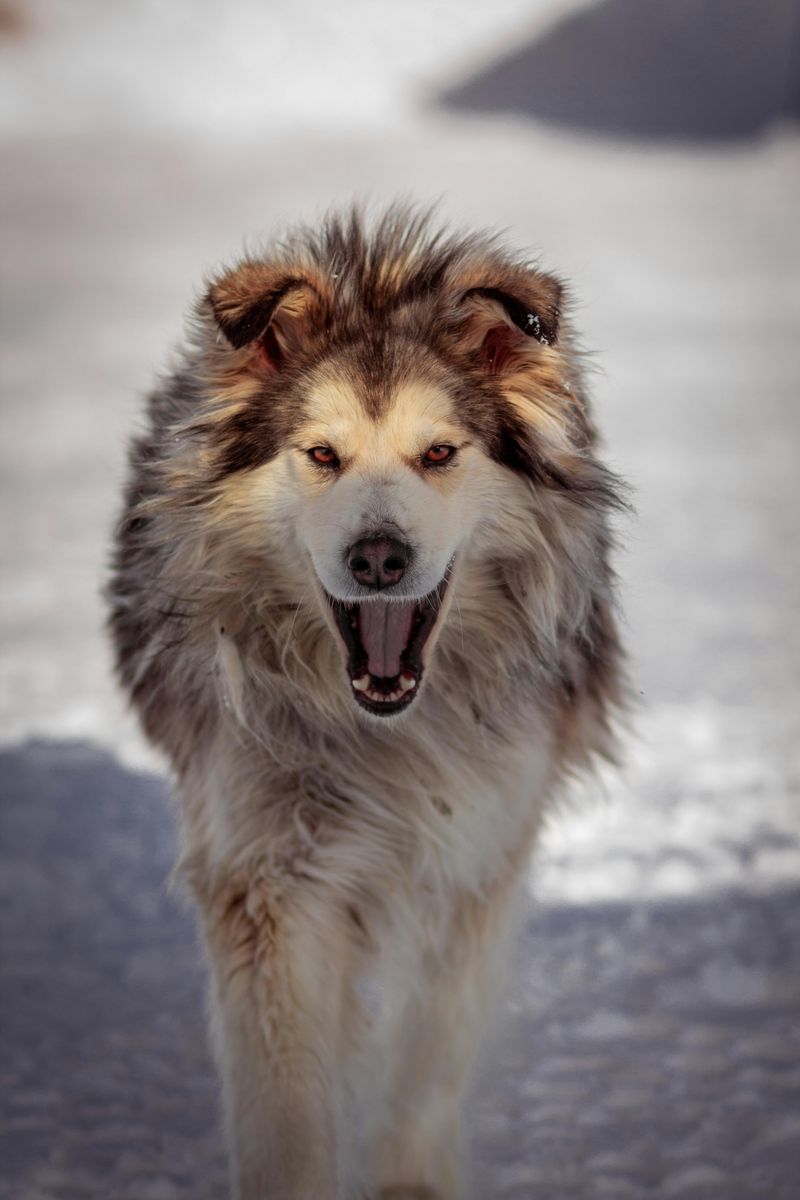Alaskan Malamute