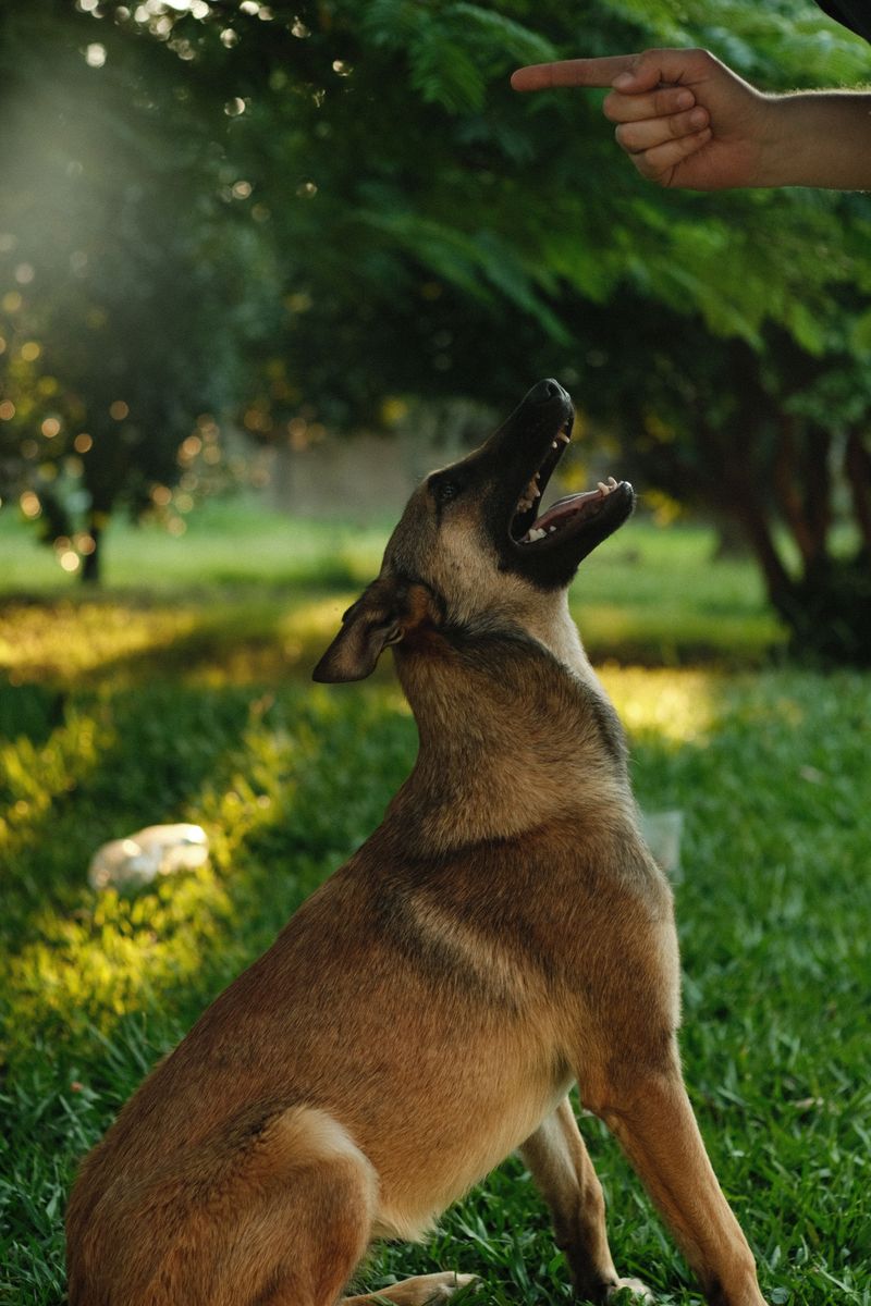Without consistent rules, these 12 dog breeds may start guarding more than they should 3 Belgian Malinois