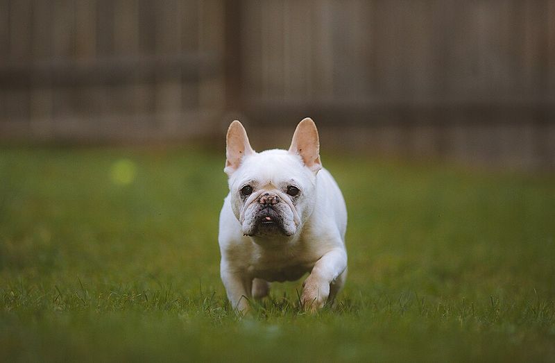11 white-coated breeds that make simple coloring look unforgettable - plus 2 overlooked beauties 12 French Bulldog