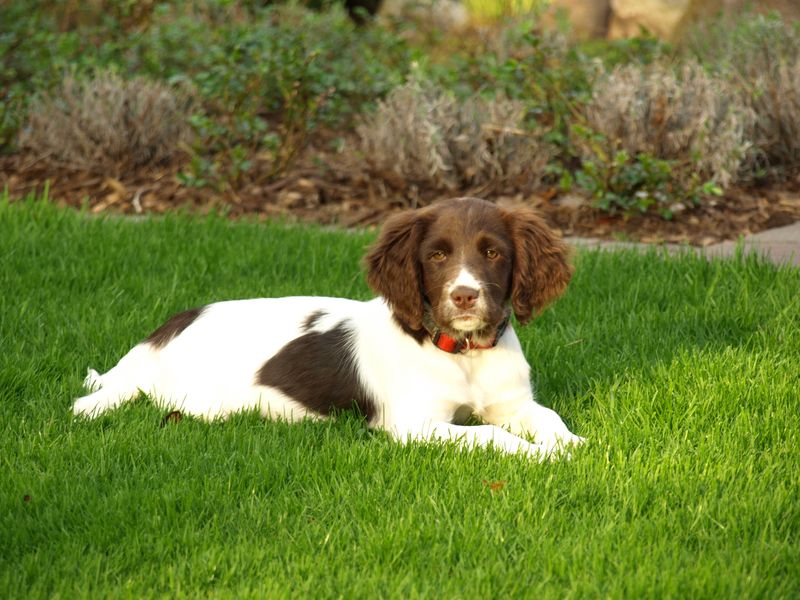 25 Bird Dog Breeds That Balance Hunting Instincts with Family Life 24 Small Münsterländer