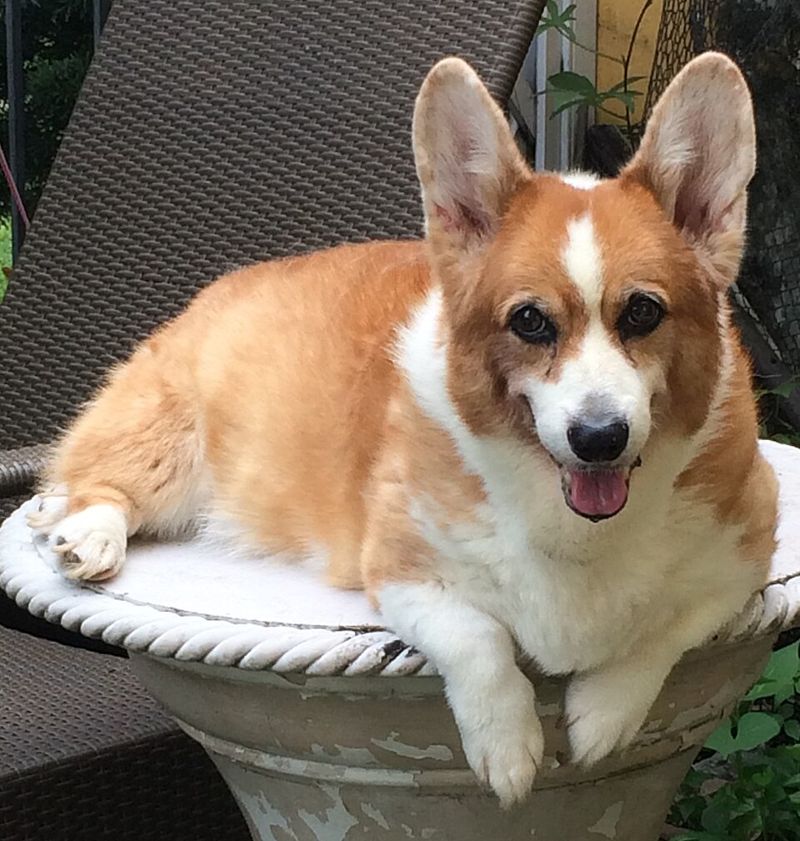Pembroke Welsh Corgi