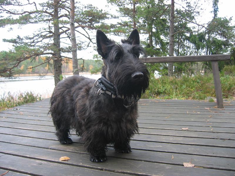 26 Dog Breeds Well-Suited for Seniors and Retirees 27 Scottish Terrier