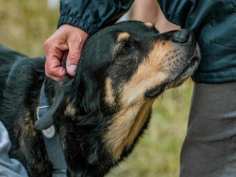13 Unspoken Ways Dogs Show Their Deep Affection 10 Nudging with Their Nose