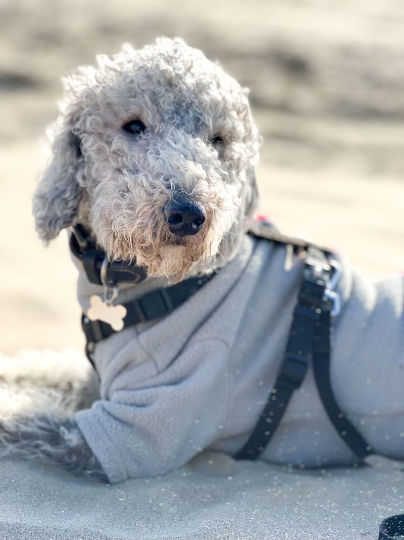 Bedlington Terrier: A Lamb Costume With Terrier Spirit