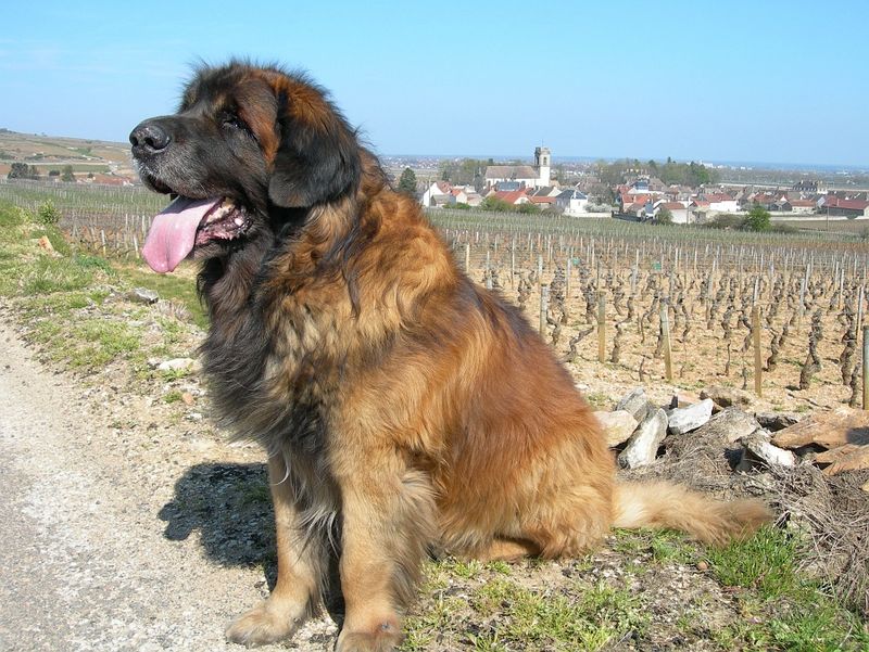 13 tough-looking dogs that completely shatter stereotypes once you meet them 6 Leonberger