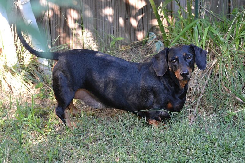 You bought a new vacuum - Your dog may think something deeply suspicious just moved into the house 3 Dachshund: Born to Battle Burrowing Beasts