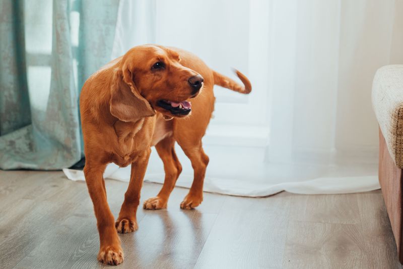 These 12 behaviors may suggest your dog needs more engagement and support 5 Pacing indoors