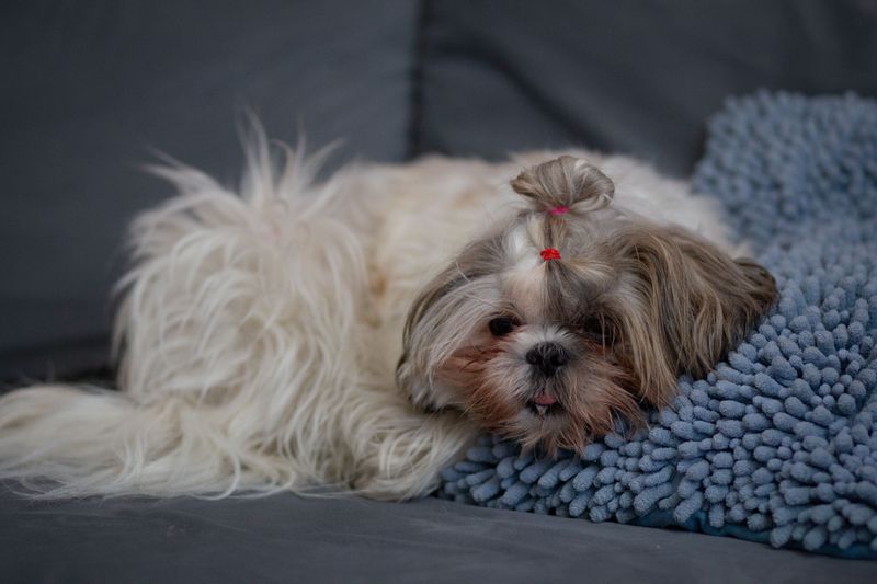 You brush, bathe and trim - but owners of these 12 dog breeds often forget the ears 11 Shih Tzu