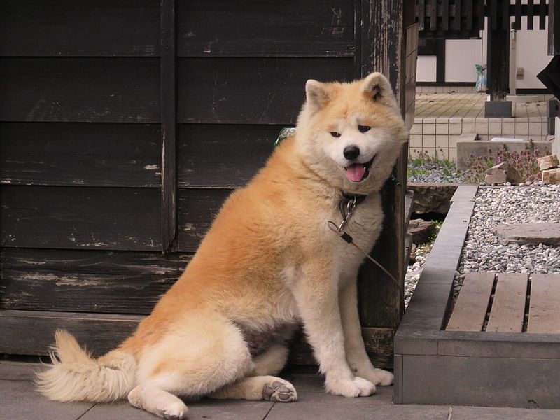 Akita: The Loyal Loner