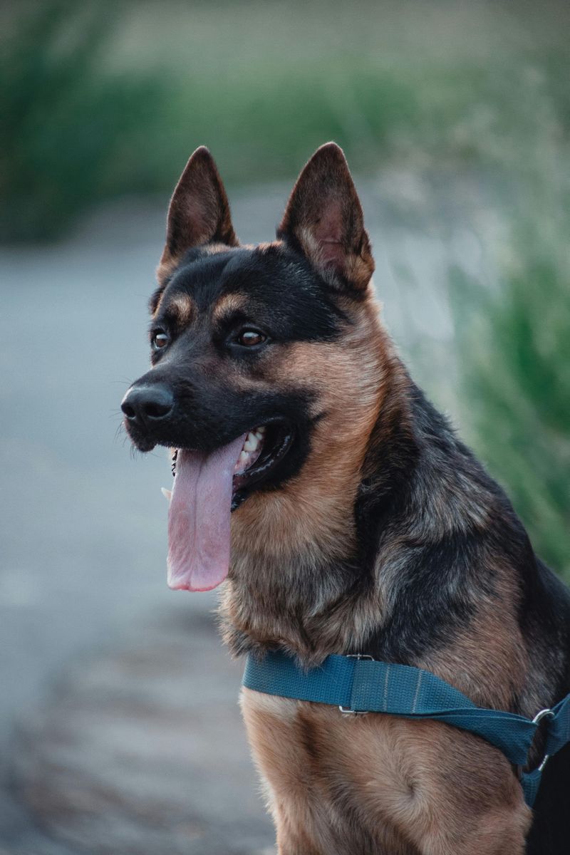 German Shepherd