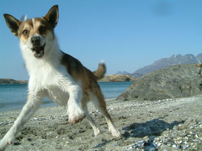 24 Dog Breeds Rapidly Rising in Popularity in 2025 12 Norwegian Lundehund