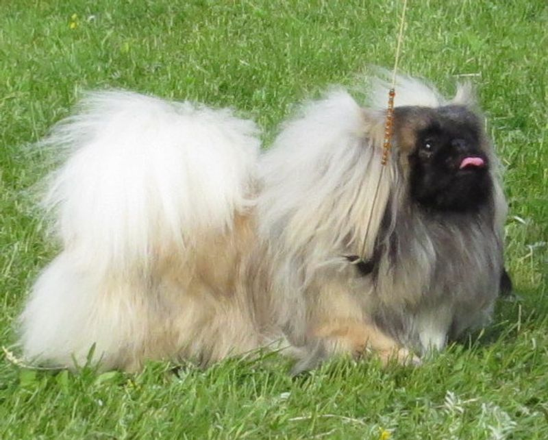 Pekingese - rolling rug with opinions